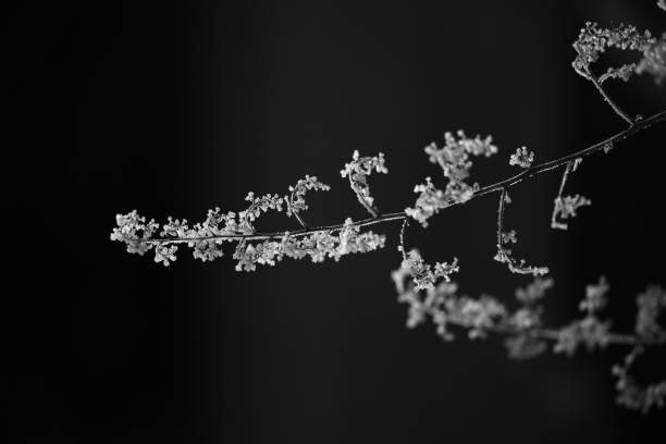 rosée du matin congelée sur un coquelicot à panache - flower snow winter close up photos et images de collection