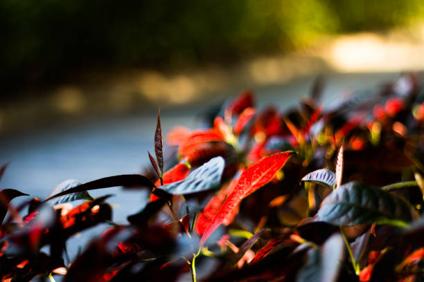 Guangzhou, Guangdong, China - DECEMBER 12,2014:a typically ornamental plant called Excoecaria cochinchinensis Lour.