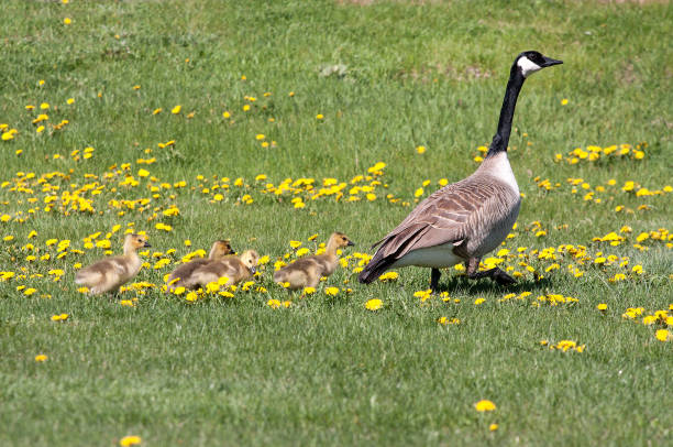 Canada Goose with Goslings stock photo
