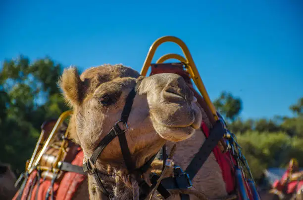 Photo of Harnessed camel in the Australian outback