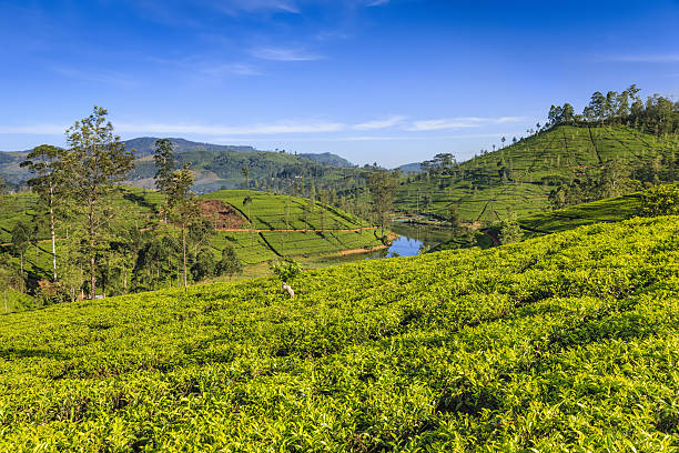 istock Early morning on tea plantation, Nuwara Eliya, Ceylon 638196558