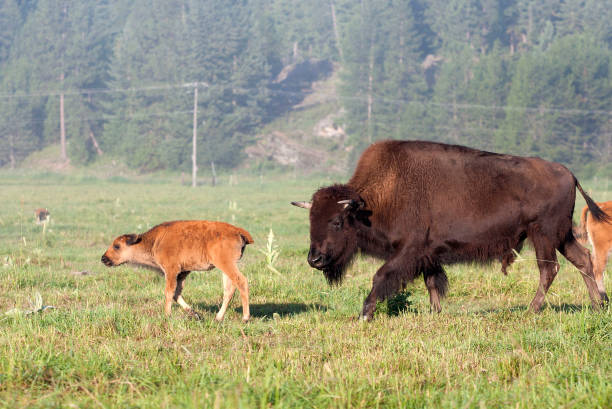 istock Buffalo Cow and Calf 638197620