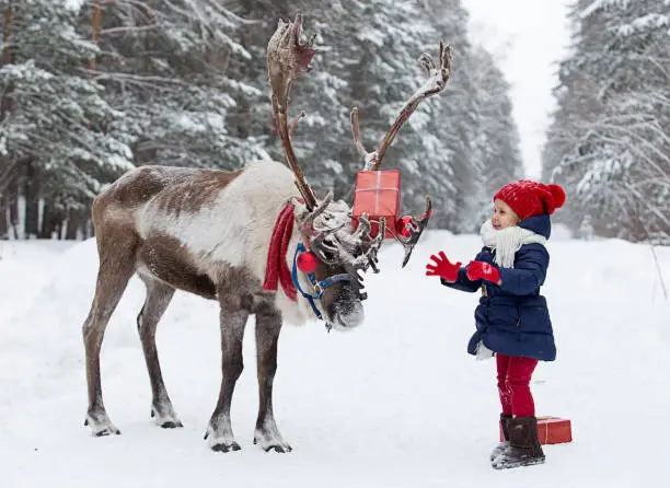 Reindeer in a festive winter forest with a girl, dressed in a red cap