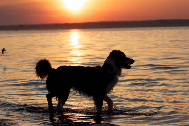 Dog Sunset Sunset with dog westerly rhode island stock pictures, royalty-free photos & images