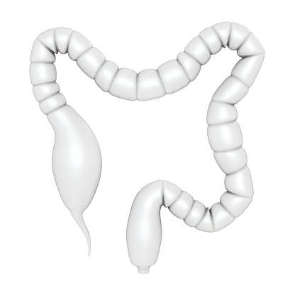 The transverse colon is the lengthy, upper part of the large intestine 3d illustration