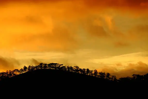 Amazing landscape of Dalat countryside in sunset, vibrant yellow sky with silhouette of row of tree make wonderful scene for Vietnam travel
