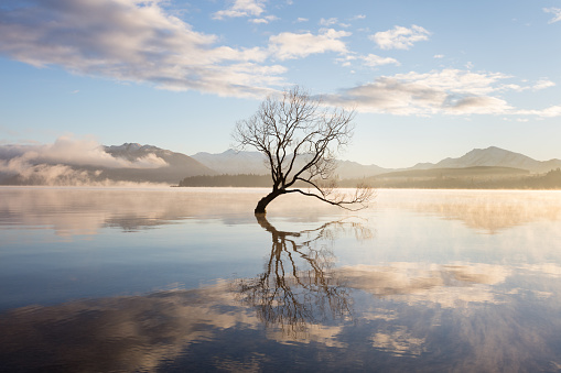 Late Autumn, just after sunrise and the morning mist rises from Lake Wanaka, New Zealand. Silhouetted against the light is Wanaka's lone willow tree which is situated just off of the lake shore. This tree had humble beginnings as a fence post, but now thousands of people travel to see (and photograph it) it each year.