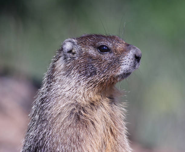 Marmot stock photo