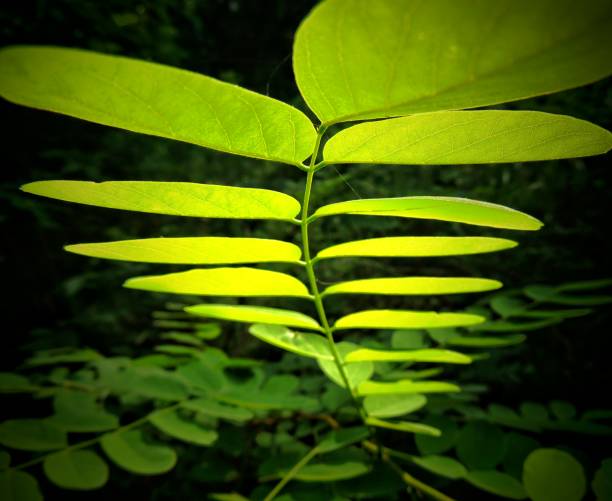 an image of a green plant