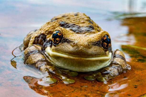 istock Frog in my garden 638200492