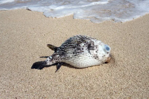 Hawaiian Spotted Pufferfish aka toad fish washed up on a beach on the North Shore of Oahu, Hawaii.