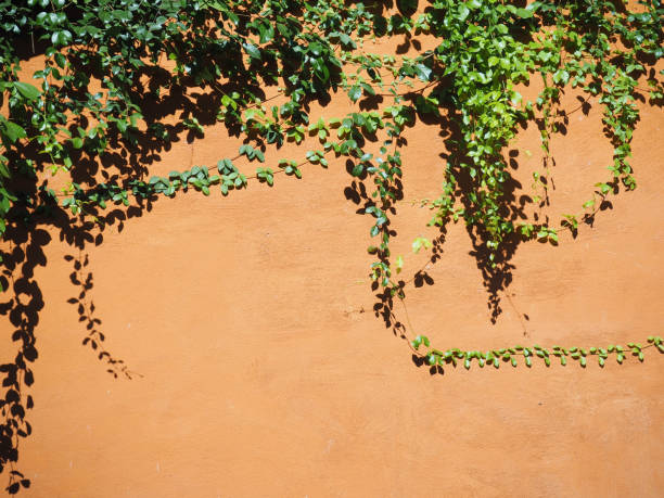 istock Creeper leaves on orange concrete wall 638203862