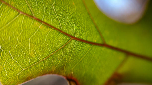 Vibrant leaf stock photo