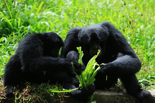 Siamang is the long-sleeved black macaques, live in trees