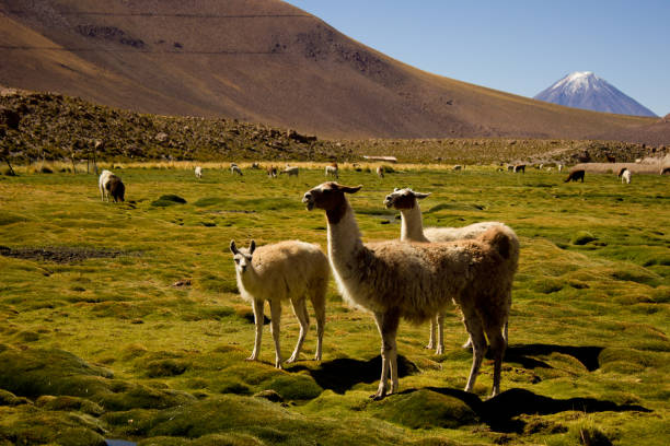 istock Llamas and Licancabur volcano 638204292