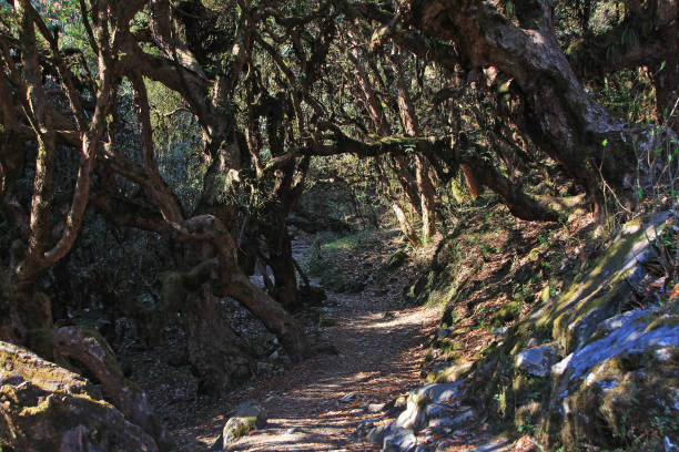 Tunnel of trees in rainforest with pathway ,Nepal