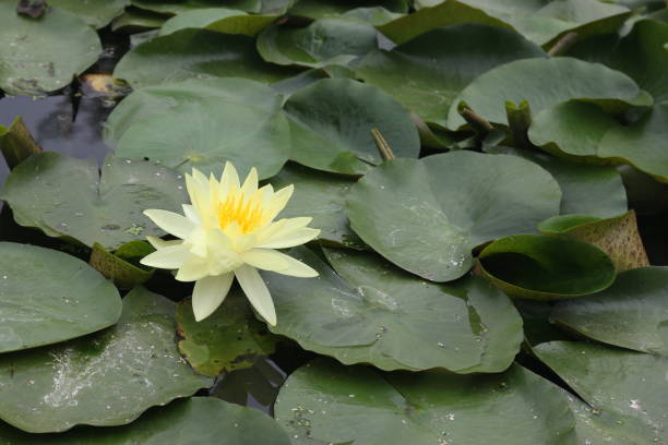 istock The yellow lotus flower,with green background 638206008