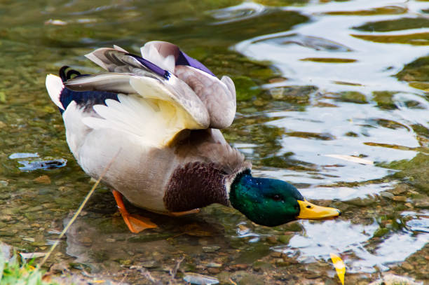 istock Male Duck on the Water 638206138