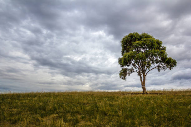 istock Solitary Tree Upon the Hill 638206926