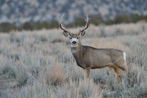 Mule Deer Buck on sage flats, Utah