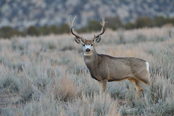 Mule Deer Buck Mule Deer Buck on sage flats, Utah mule deer stock pictures, royalty-free photos & images