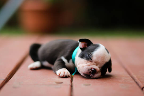 Boston Terrier puppy taking a nap out on the backyard.