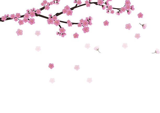 istock Cherry blossom flowers background. Sakura  pink flowers  backgro 638209684