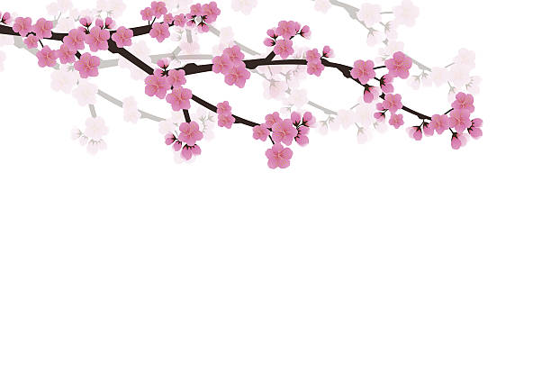 istock Cherry blossom flowers background. Sakura  pink flowers  backgro 638209734