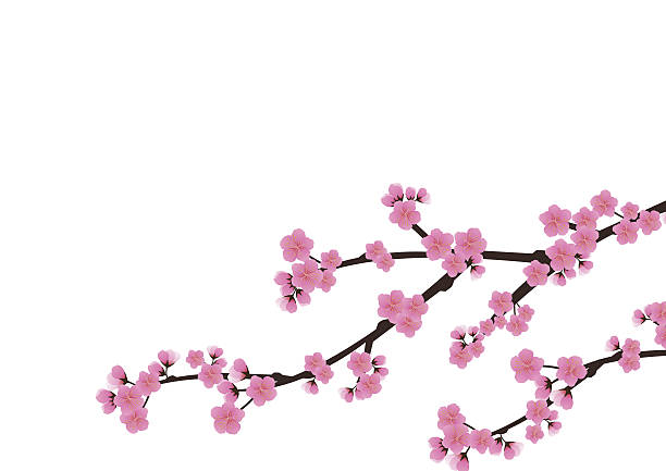 istock Cherry blossom flowers background. Sakura  pink flowers  backgro 638209760