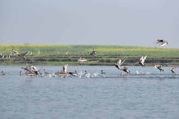 istock Red-crested Pochard, bird, Diving duck, 638209832