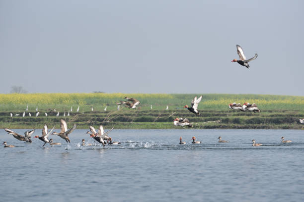 istock Red-crested Pochard, bird, Diving duck, 638210476