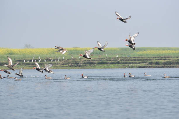 istock Red-crested Pochard, bird, Diving duck, 638210544