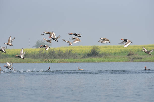 istock Red-crested Pochard, bird, Diving duck, 638210616