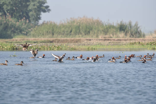 istock Red-crested Pochard, bird, Diving duck, 638210766