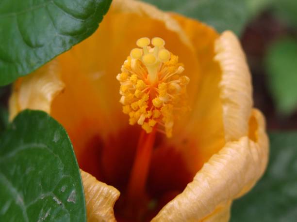 istock Hibiscus flower in garden 638210862