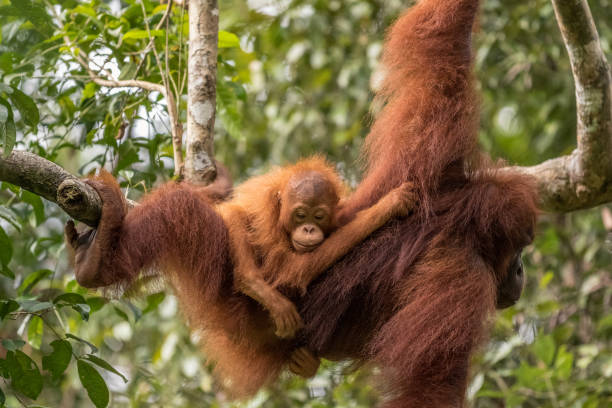 istock Female orangutan with baby 638212010