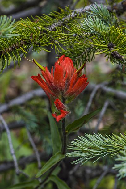 istock Wyoming Indian Paintbrush 638212174