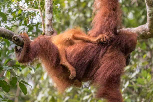 istock Female orangutan with baby 638212208