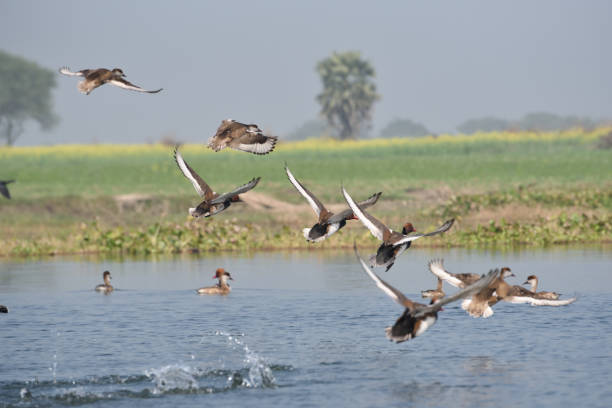 istock Red-crested Pochard, bird, Diving duck, 638213390