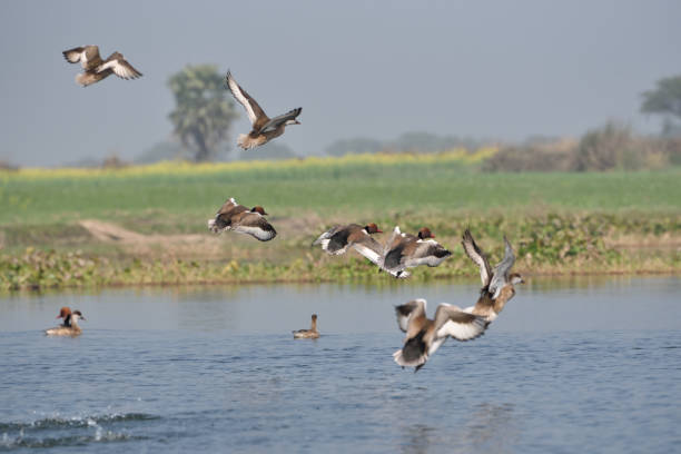 istock Red-crested Pochard, bird, Diving duck, 638213700