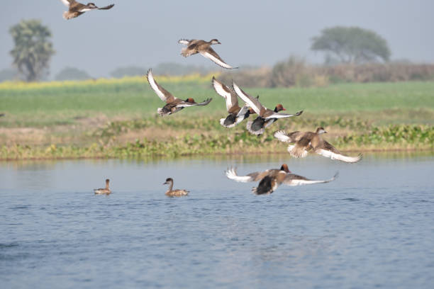 istock Red-crested Pochard, bird, Diving duck, 638213782