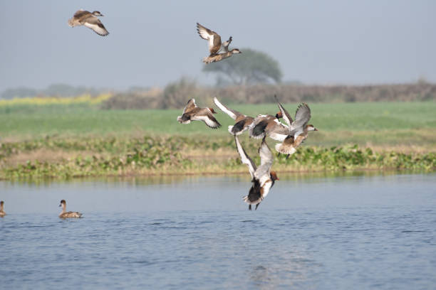 istock Red-crested Pochard, bird, Diving duck, 638213834