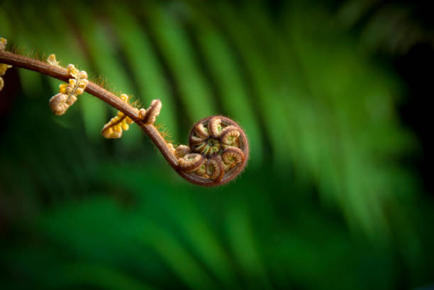 New Zealand fern An unfolding Koru (frond) on a native fern plant frond stock pictures, royalty-free photos & images