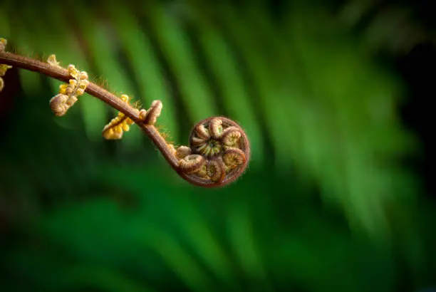 An unfolding Koru (frond) on a native fern plant