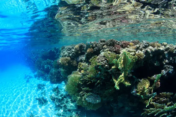 Shallow coral reef underwater in the red sea