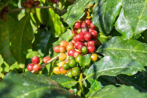 Photo of Coffee beans arabica ripe on a tree