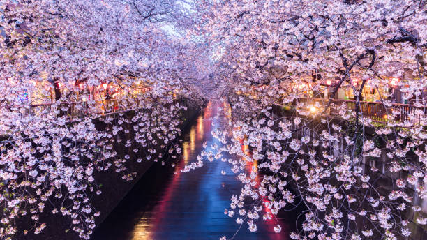 istock Cherry blossom or Sakura at Meguro Canal. 638216344