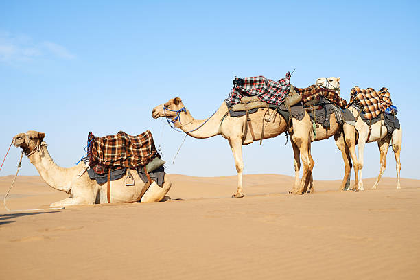 istock They'll get you across the desert 638216450