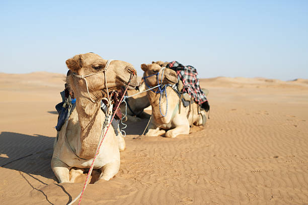istock The perfect desert transport 638216452