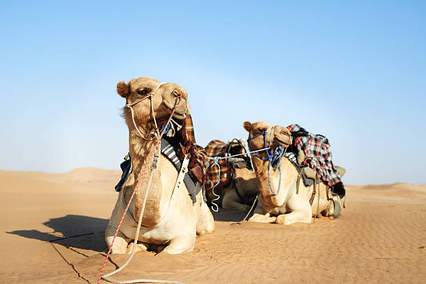 istock How those in the desert travel in style 638216454